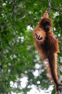 Voyage à Sumatra dans la jungle